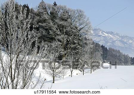 "Snowscape, Nagano, Japan" View Large Photo Image Picture - "Snowscape, Nagano, Japan". Fotosearch