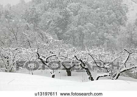 "Snowscape, Nagano, Japan" View Large Photo Image Stock Image - "Snowscape, Nagano, Japan". Fotosearch