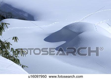 "Snowscape, Nagano, Japan" View Large Photo Image Stock Image - "Snowscape, Nagano, Japan". Fotosearch