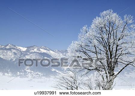 Stock Image - "Snowscape, Nagano, Japan". Fotosearch
