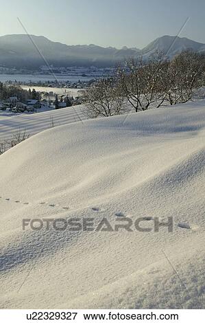 "Snowscape, Nagano, Japan" View Large Photo Image Stock Photo - "Snowscape, Nagano, Japan". Fotosearch
