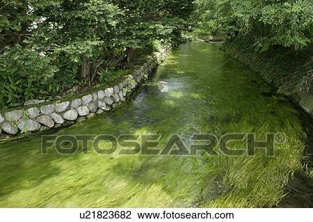 Stock Image - "Water Weed Floating On River, Nagano, Japan". Fotosearch