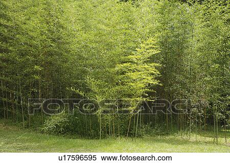 Bamboo Grove View Large Photo Image Stock Photography - Bamboo Grove. Fotosearch