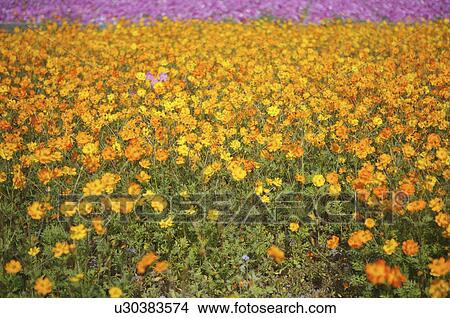Cosmos Flower View Large Photo Image Picture - Cosmos Flower. Fotosearch