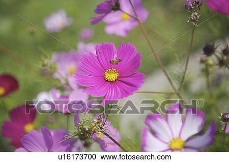 Cosmos Flower View Large Photo Image Stock Image - Cosmos Flower. Fotosearch