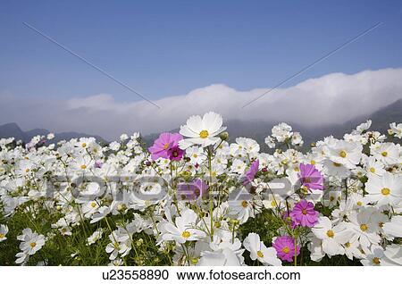 Cosmos Flower View Large Photo Image Stock Image - Cosmos Flower. Fotosearch