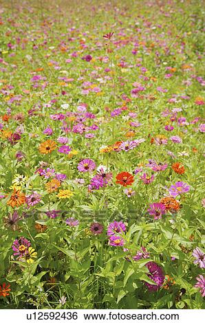 Cosmos Flower View Large Photo Image Stock Photograph - Cosmos Flower. Fotosearch
