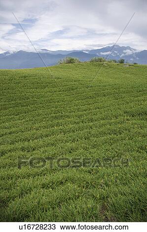 Stock Image - Day Lily Field. Fotosearch