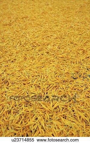 Stock Photography - Dried Day Lily. Fotosearch