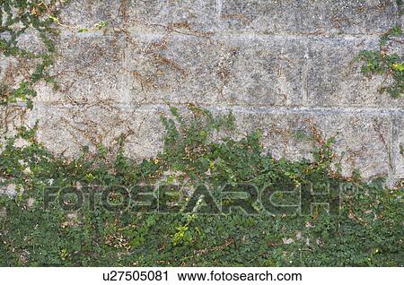 Stock Image - Fern on Wall. Fotosearch
