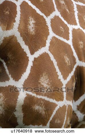 Giraffe skin, close-up View Large Photo Image Stock Photo - Giraffe skin, close-up. Fotosearch