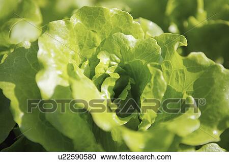 Stock Image - Lettuce. Fotosearch