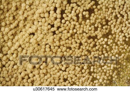 Stock Photography - Mold. Fotosearch