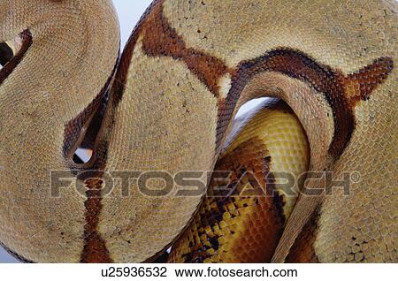 Stock Image - Python. Fotosearch