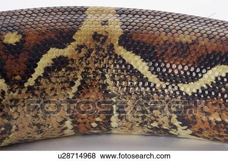 Stock Photo - Python. Fotosearch