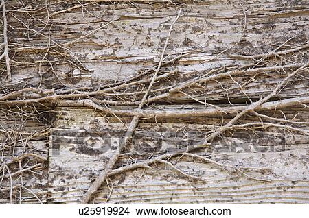 Root View Large Photo Image Picture - Root. Fotosearch