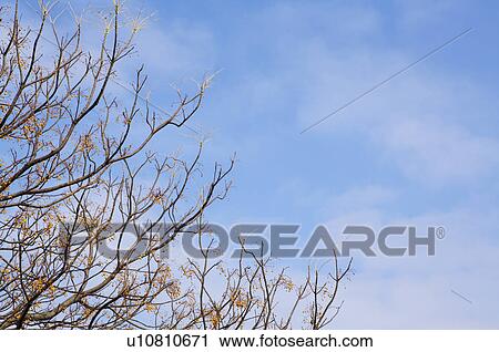 Tree Branches reaching out View Large Photo Image Stock Image - Tree Branches reaching out. Fotosearch