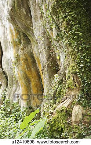 Tree Trunk View Large Photo Image Stock Photo - Tree Trunk. Fotosearch