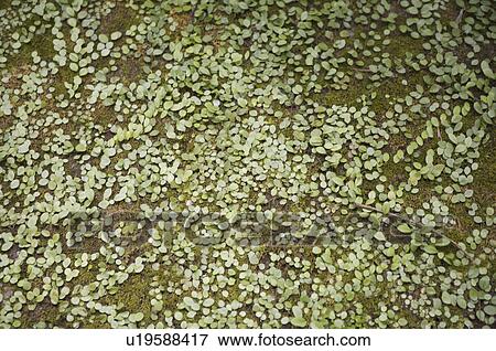 Stock Photo - Vine on wall. Fotosearch