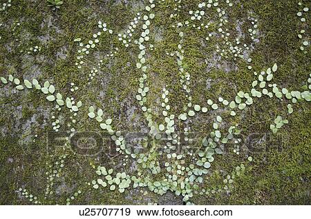 Stock Photo - Vine on wall. Fotosearch