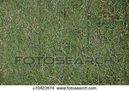 Wall, Vine View Large Photo Image Picture - Wall, Vine. Fotosearch