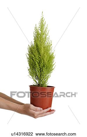 Human hands holding a potted plant of cypress tree View Large Photo Image Stock Image - Human hands holding a potted plant of cypress tree. Fotosearch