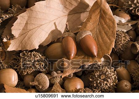 Stock Image - Acorn and Fallen Leaves. Fotosearch