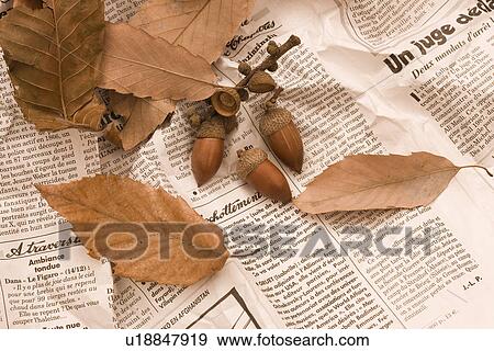 Stock Photo - Acorn and Fallen Leaves. Fotosearch