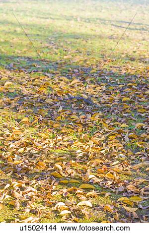 Autumn Leaves View Large Photo Image Picture - Autumn Leaves. Fotosearch