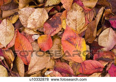 Stock Photo - Autumn Leaves. Fotosearch