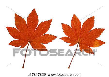 Autumn Leaves View Large Photo Image Stock Photo - Autumn Leaves. Fotosearch