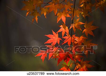 Autumn Leaves View Large Photo Image Stock Photo - Autumn Leaves. Fotosearch