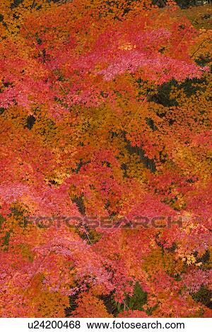 Stock Photo - Autumn Leaves. Fotosearch