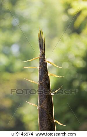 Picture - Bamboo Shoot. Fotosearch