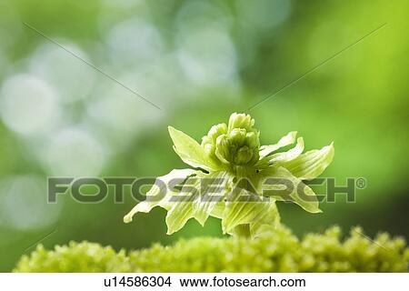 Butterbur Sprout View Large Photo Image Picture - Butterbur Sprout. Fotosearch