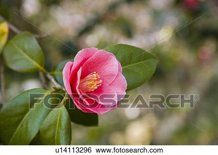 Stock Photograph - Camellia. Fotosearch