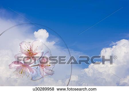 Cherry Blossom and Sky View Large Photo Image Stock Photo - Cherry Blossom and Sky. Fotosearch