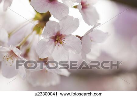 Stock Image - Cherry Blossom. Fotosearch