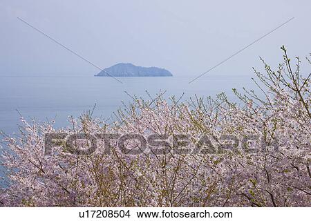 Picture - Chikubu Island and Cherry Blossom. Fotosearch