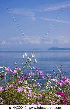 Stock Image - Cosmos. Fotosearch