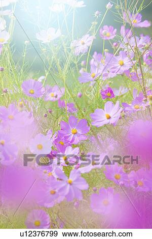 Stock Photo - Cosmos. Fotosearch
