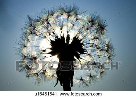 Stock Image - Dandelion Clock. Fotosearch