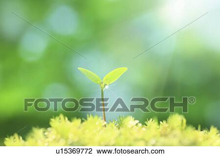 Fresh Top View Large Photo Image Stock Image - Fresh Top. Fotosearch
