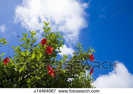Stock Photo - Hibiscus. Fotosearch