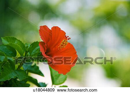 Hibiscus View Large Photo Image Stock Photo - Hibiscus. Fotosearch