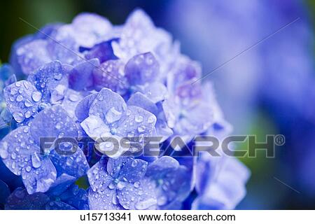 Hydrangea View Large Photo Image Stock Image - Hydrangea. Fotosearch