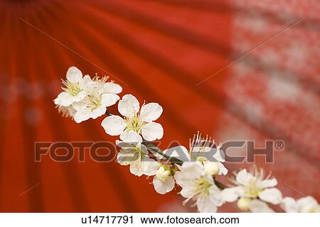 Japanese Plum and Umbrella View Large Photo Image Stock Image - Japanese Plum and Umbrella. Fotosearch