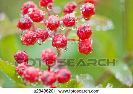 Japanese Rowan View Large Photo Image Stock Image - Japanese Rowan. Fotosearch