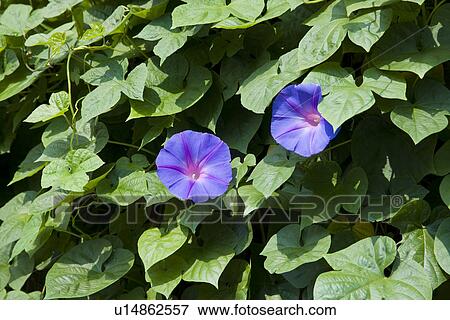 Morning Glory View Large Photo Image Stock Photo - Morning Glory. Fotosearch