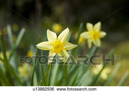 Narcissus View Large Photo Image Stock Photograph - Narcissus. Fotosearch